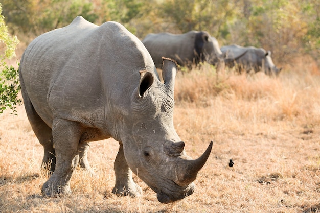 rhinoceros africa