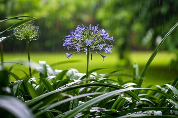 アガパンサスプラエコックス 熱帯雨の中の青いユリの花をクローズアップ プレミアム写真