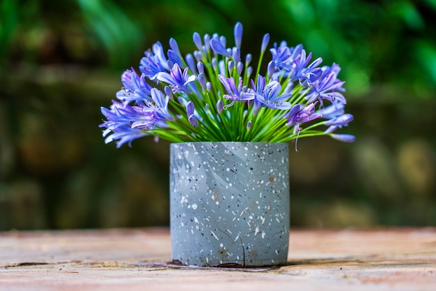 Agapanthus Praecox テーブルの上の花瓶に青いユリの花 プレミアム写真