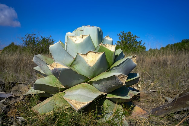 Premium Photo Agave Pitera Cut Plant From Mediterranean Core