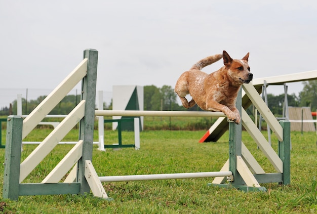 敏捷犬ジャンプ プレミアム写真