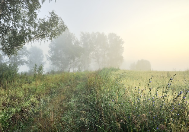 Premium Photo | Agricultural field at dawn in the fog