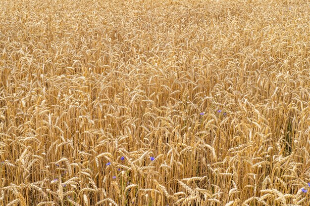 黄金の小麦の熟成耳の農業分野 プレミアム写真
