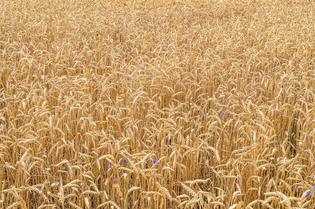 黄金の小麦の熟成耳の農業分野 プレミアム写真