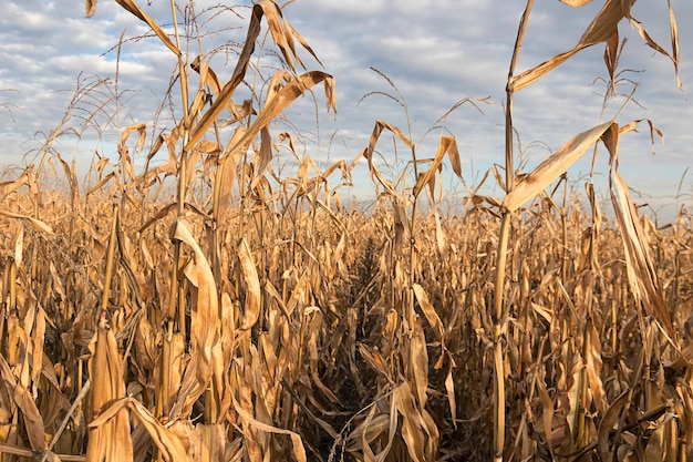 Premium Photo | Agricultural field with corn autumn. corn field autumn.