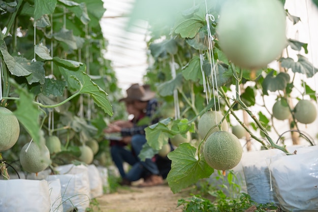 Free Photo | Agricultural researcher with the tablet slowly inspect plants.