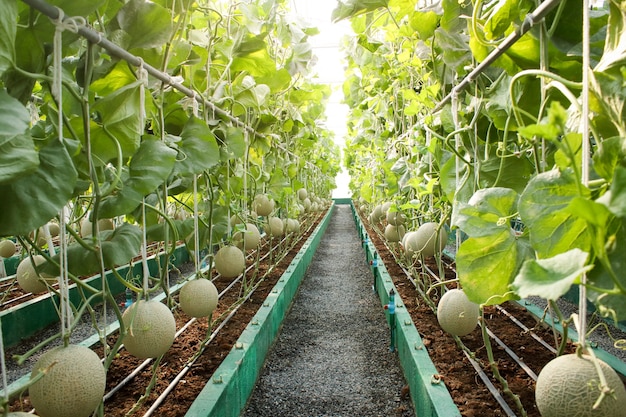 Premium Photo Agriculture Concept Melon Farm In Large Greenhouses