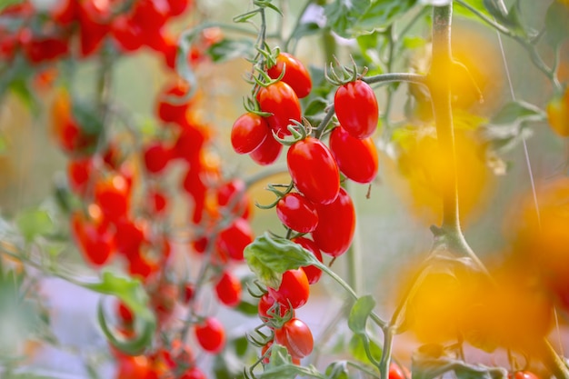 Agriculture of fresh ripe red and yellow tomatoes plantation growth in organic greenhouse garden ready to harvest. Premium Photo