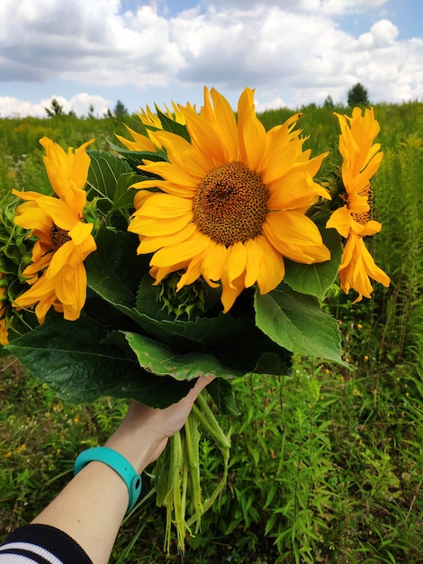 農業 屋外での収穫 青い空を背景のヒマワリのクローズアップ 女の子はひまわりの花束を保持しています プレミアム写真