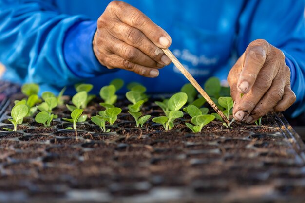 Agriculturist planting green tobacco plants Premium Photo