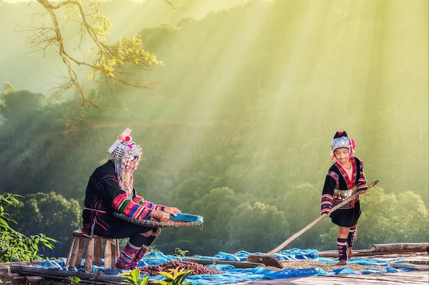 Akha hill picking arabica coffee berries at plantation, chiang rai thailand Premium Photo