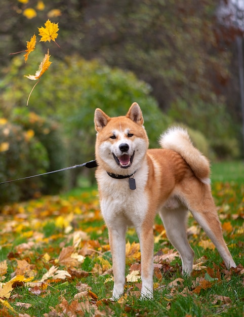 秋葉公園を歩く秋田犬 プレミアム写真