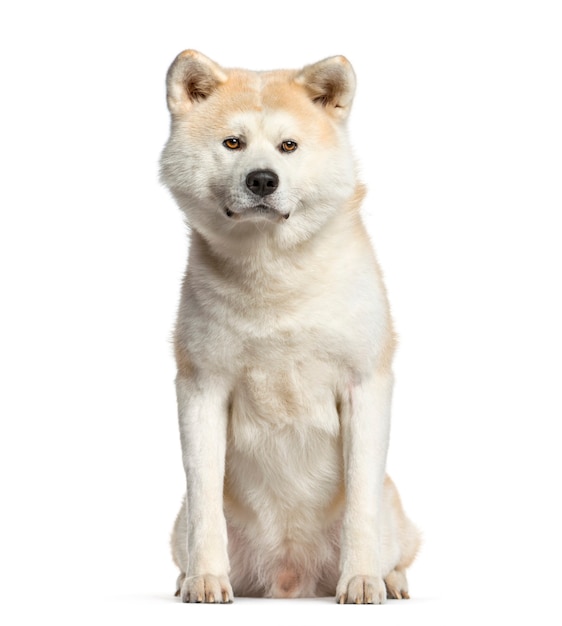 Premium Photo | Akita inu, dog sitting and looking at the camera ...