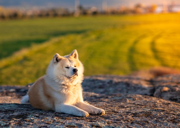 石の上に座っている秋田犬犬 緑の麦畑の背景 日没 日没時に プレミアム写真