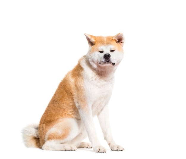 Premium Photo | Akita inu dog sitting