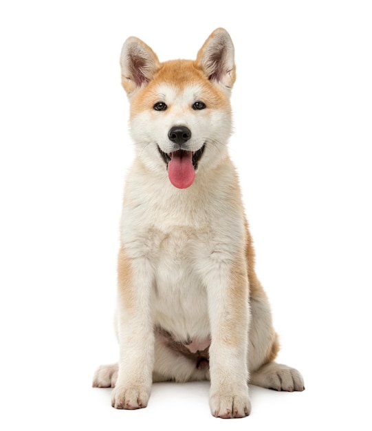 Premium Photo | Akita inu sitting in front of a white wall
