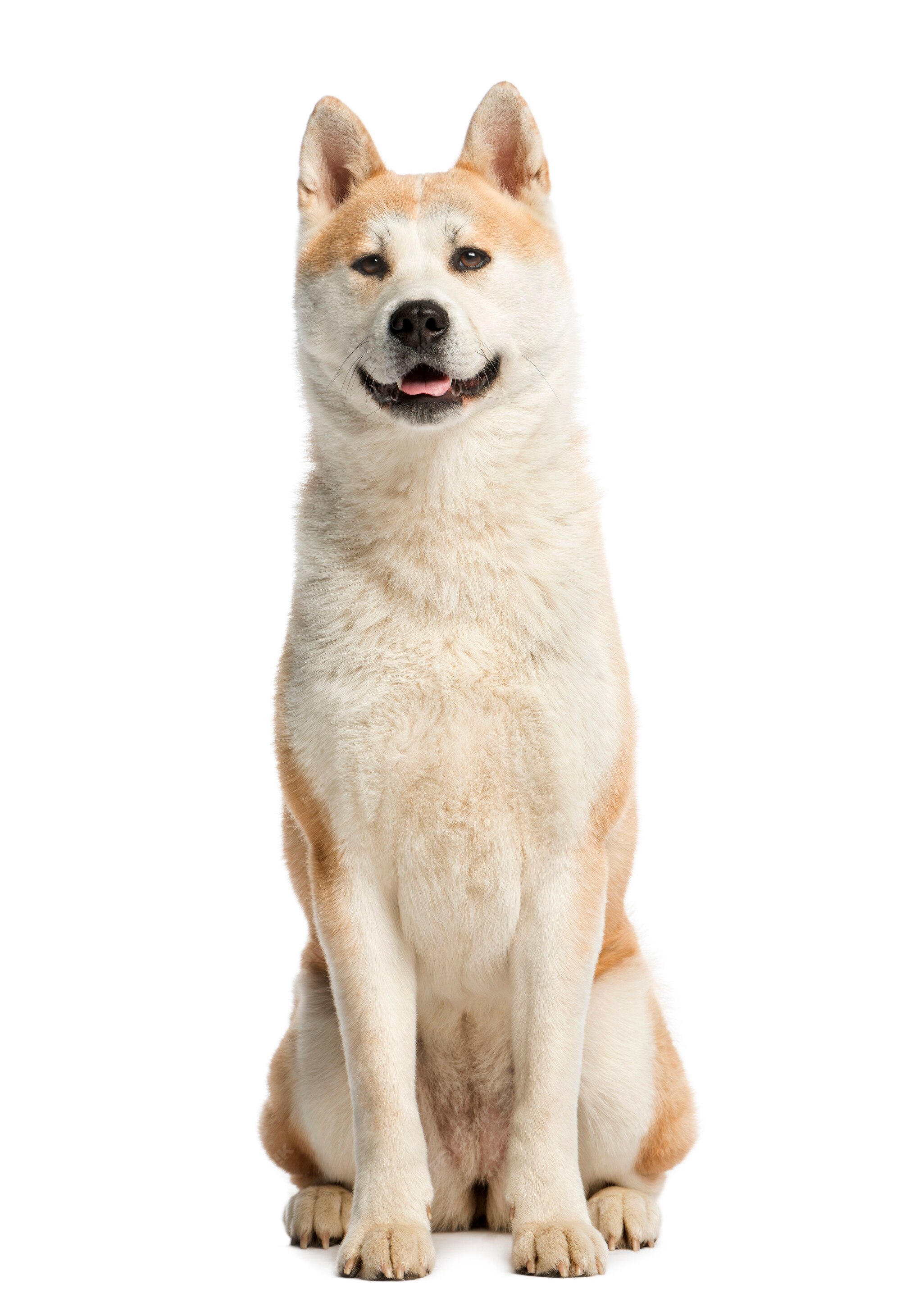 Premium Photo | Akita inu sitting and looking away, isolated