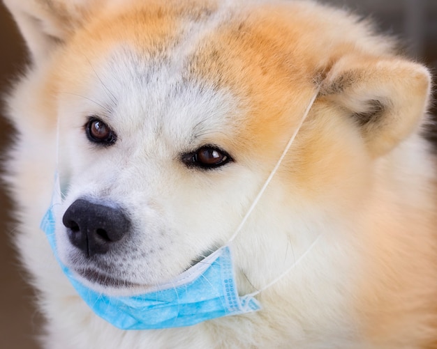 Premium Photo | Akita inu with mask by covid-19 protects your pets