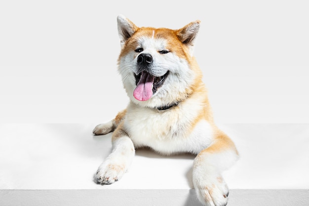 https://image.freepik.com/free-photo/akita-inu-young-dog-is-posing-cute-white-braun-doggy-pet-is-lying-looking-happy-isolated-white-background-studio-photoshot-negative-space-insert-your-text-image-front-view_155003-34639.jpg