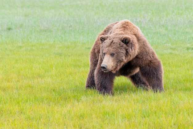 Premium Photo | Alaska peninsula brown bear or coastal brown bear