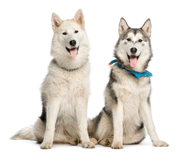 Premium Photo | Alaskan malamut sitting and panting isolated on white