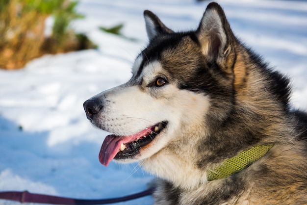 アラスカのマラミュート犬の顔を雪でクローズアップ プレミアム写真