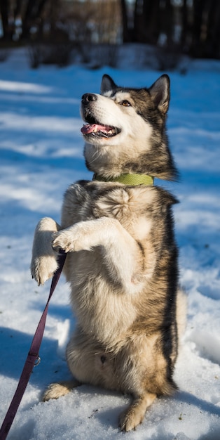 アラスカのマラミュート犬の冬の訓練訓練 プレミアム写真