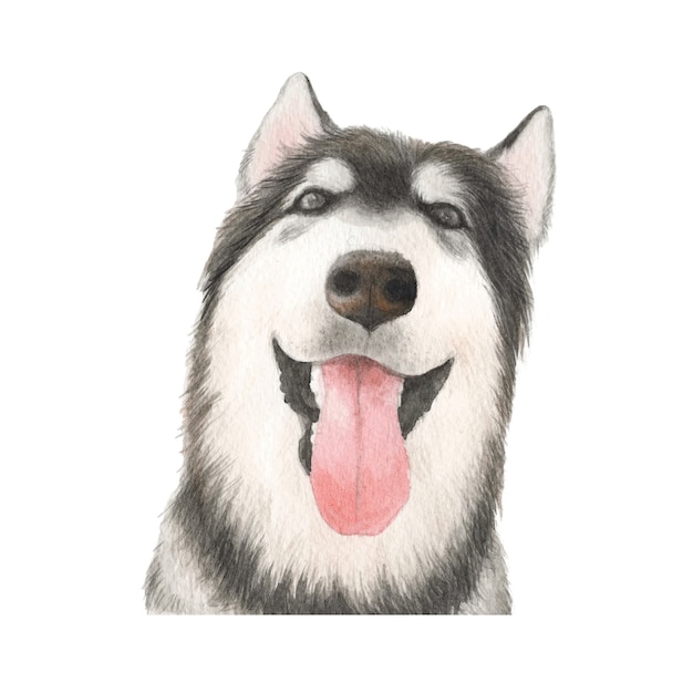 Premium Photo | Alaskan malamute dog watercolor illustration