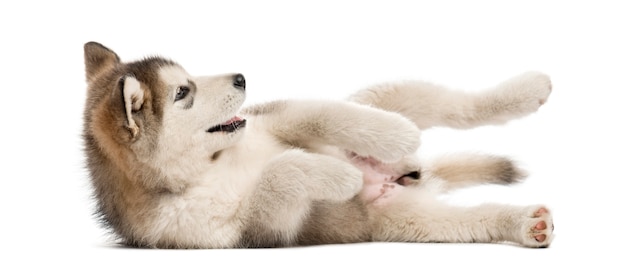 白で隔離された側に横たわっているアラスカン マラミュートの子犬 プレミアム写真