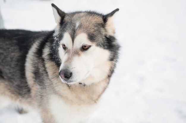 Premium Photo | Alaskan malamute in winter forest. close up portrait ...