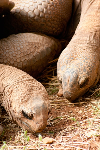 Premium Photo | Aldabra giant tortoise