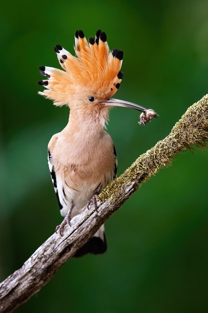 hoopoe wildbird