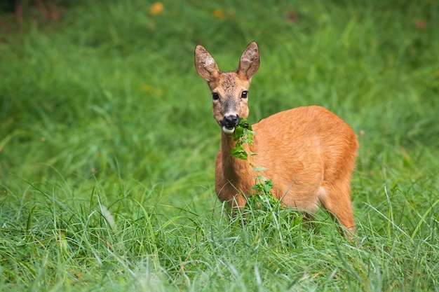 Premium Photo | Alert roe deer doe grazing on meadow with green leafs ...