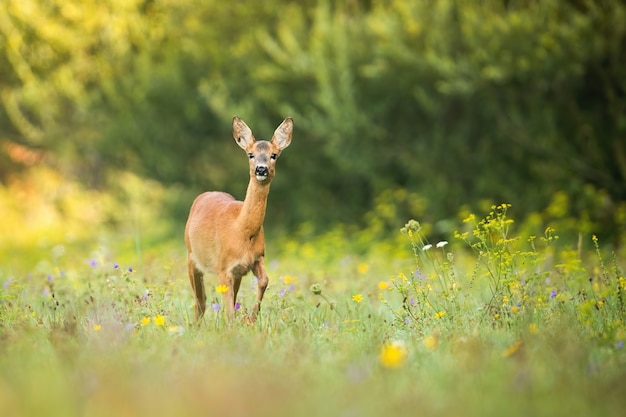 Premium Photo | Alert roe deer doe walking on a green meadow with ...