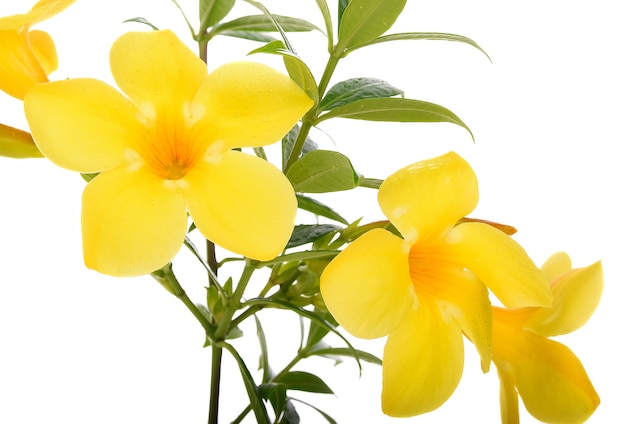 Premium Photo Allamanda Yellow Flower Isolated On White Background