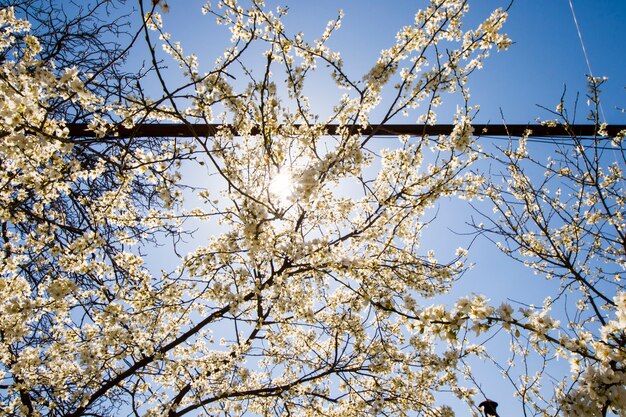 アーモンドの木の花と枝 春の木の景色 美しい花 プレミアム写真