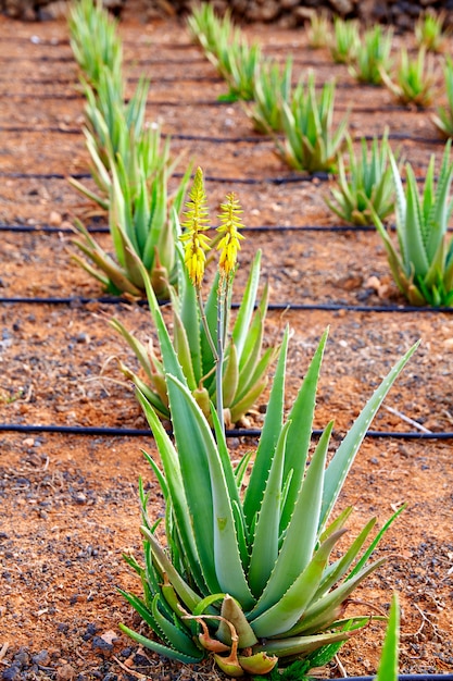 Premium Photo | Aloe vera field at canary islands spain