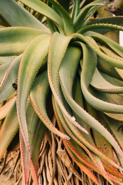 Growing an aloe plant information