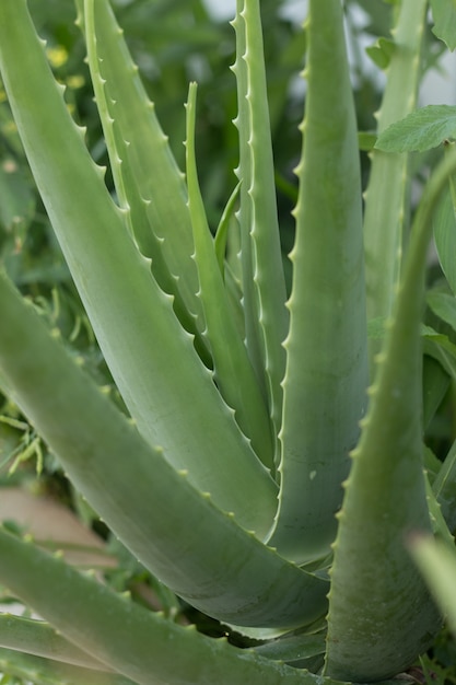 Premium Photo Aloe Vera Plant Outdoor Pot