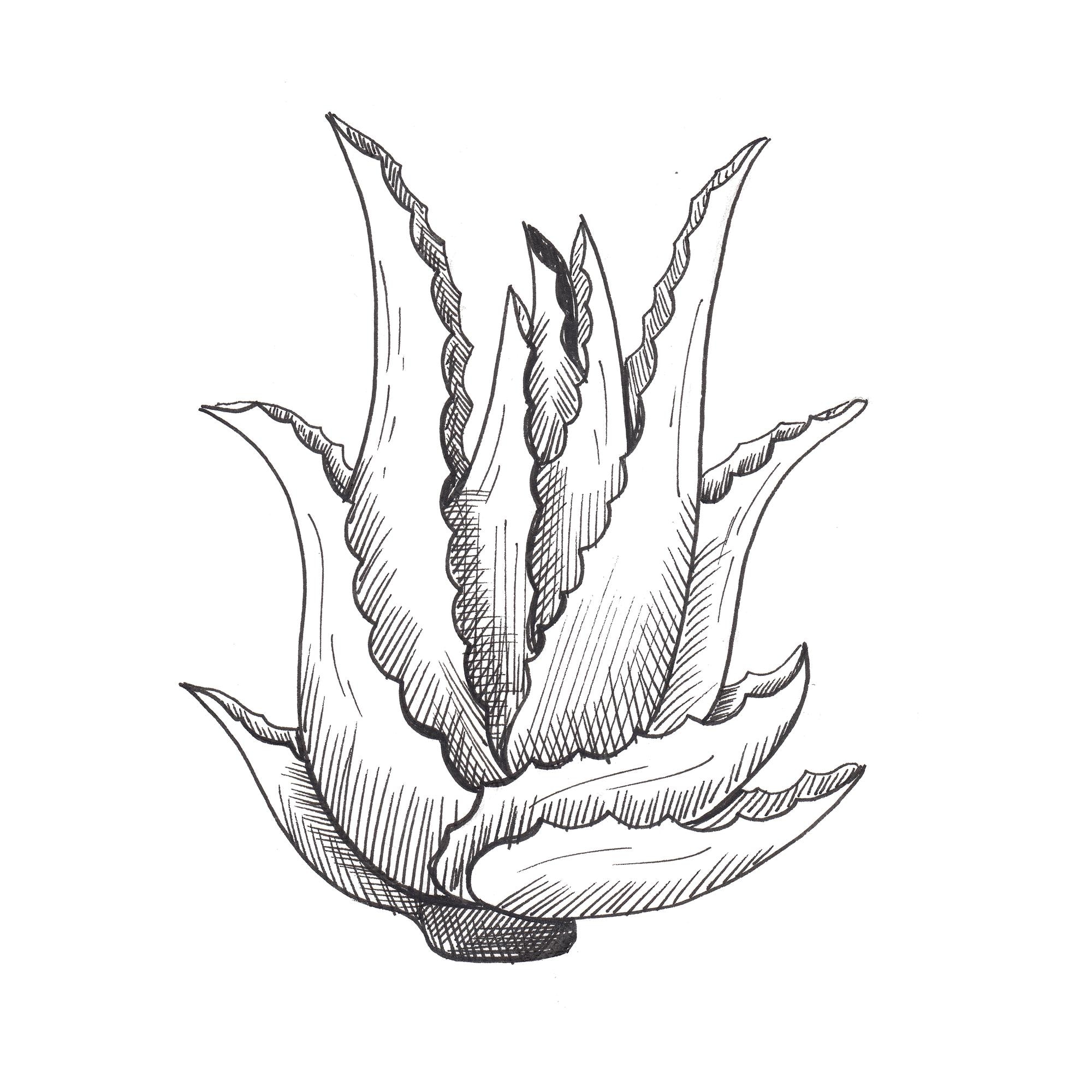 Premium Photo Aloe Vera Single Hand Drawn Black Aloe Isolated On White Background Sketch 5322