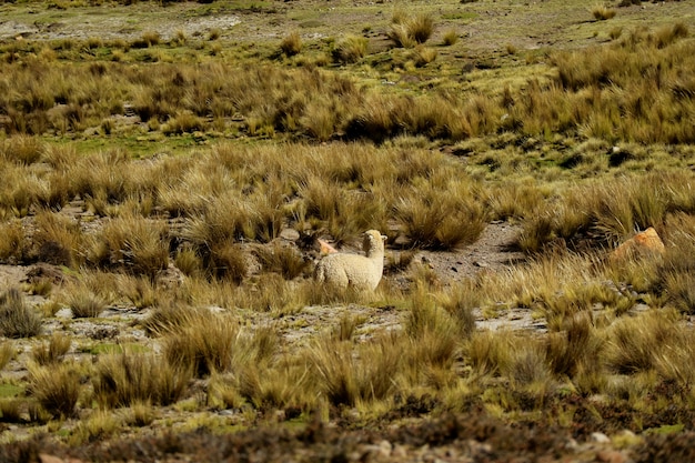 Alpaca grazing in the field of reserva nacional (national reserve) Premium Photo