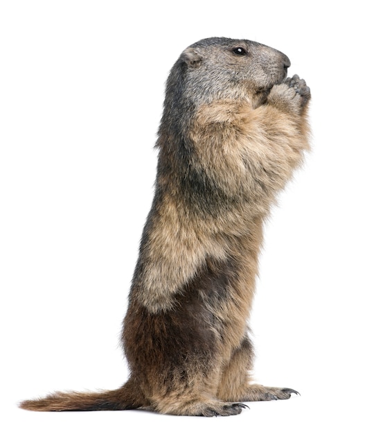 Premium Photo | Alpine marmot - marmota marmota on a white isolated