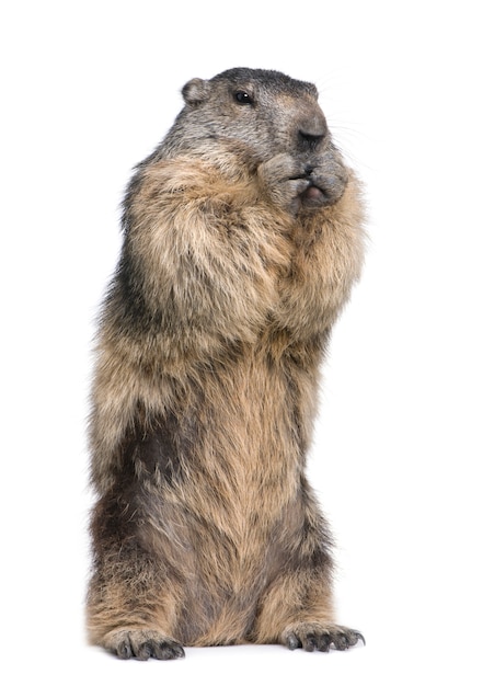 Premium Photo | Alpine marmot - marmota marmota on a white isolated