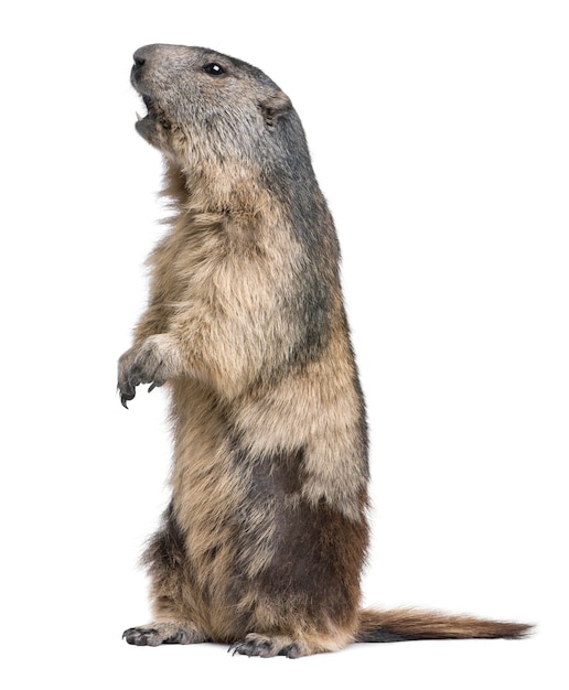 Premium Photo Alpine Marmot Marmota Marmota On A White Isolated