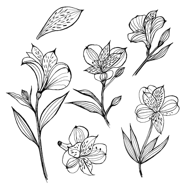 アルストロメリア 花の要素のセット 手描きイラスト ライナーをスケッチします プレミアム写真
