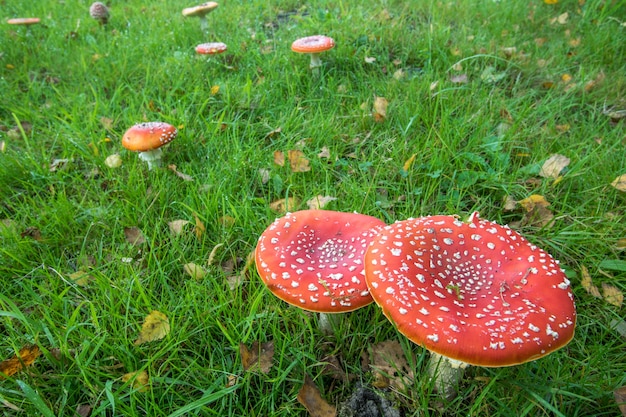 Premium Photo Amanita Mushroomfly Agaric Amanita Muscaria