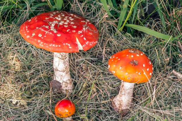 Premium Photo | Amanitas in dry grass. toxic and dangerous to human ...