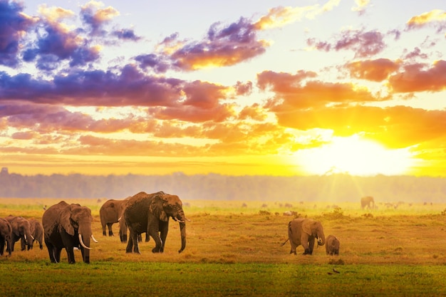 Premium Photo  Amazing african colorful sunset with walking elephants in savannah. artistic 