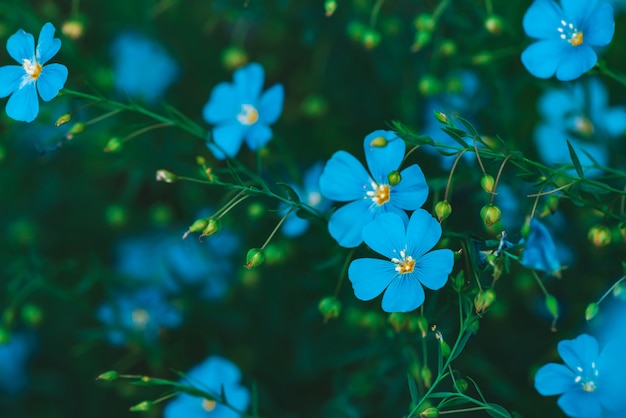 Premium Photo | Amazing bright cyan flowers of flax blooming on green ...