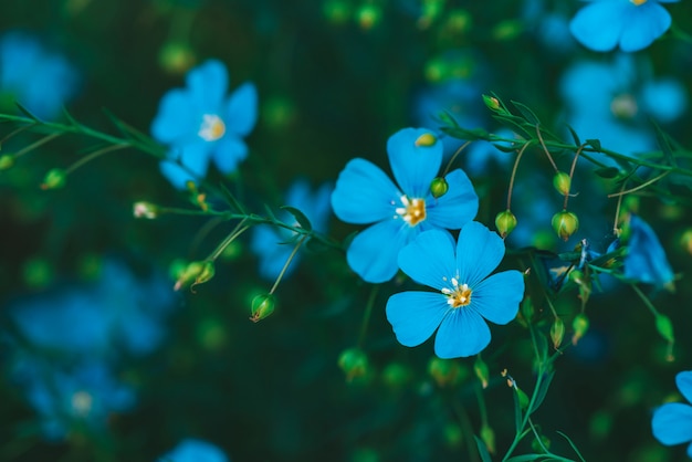 Premium Photo | Amazing bright cyan flowers of flax blooming on green